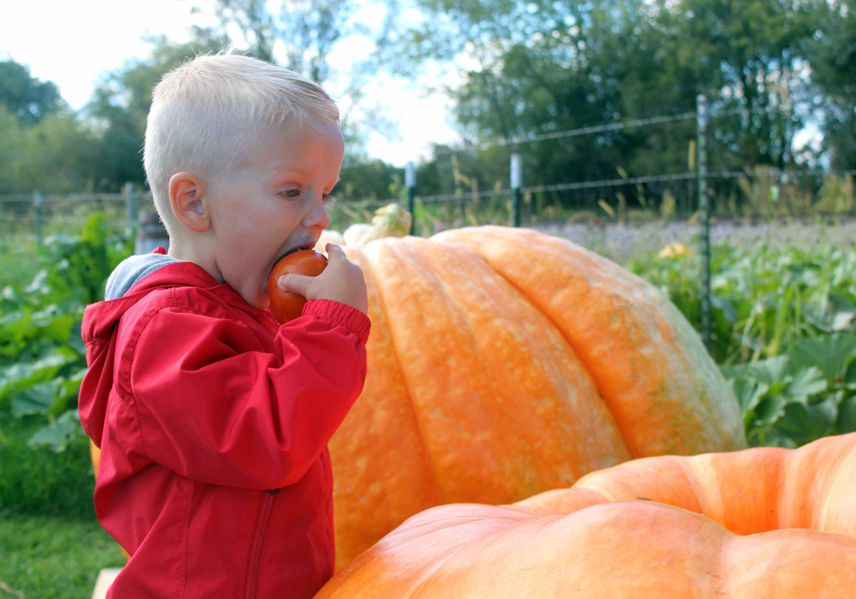 Brooks bites into tomato